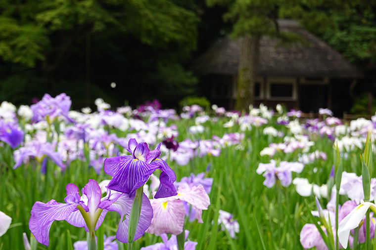 小石川後楽園・花菖蒲